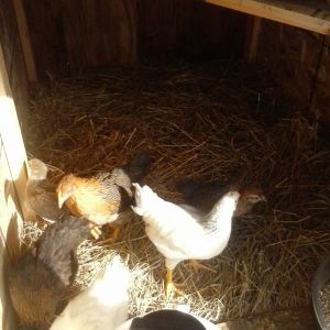 coming of age this is the first of the ten days in the coop