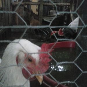 my top chicken Elsa Columbian rock cross