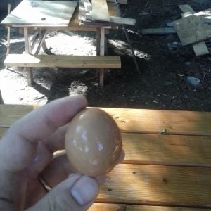 very first egg