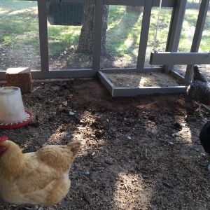 We created a couple of dust bathing areas, using a combination of sand, soil, diatomaceous earth, and wood ash.  This would give some areas for the chickens to clean themselves of any potential mites and fungus.  As you can see, we also hung a chicken swing; using a rounded 2x4 and some nylon rope.  The chickens didnt seem interested at all in checking out a floating 2x4 so I would eventually change it.