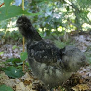 Blue Silkie