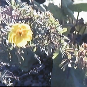 Some of the plants are rare or endangered, including one on Mt. Washington, Robbins Cinquefoil, that is found nowhere else on earth.