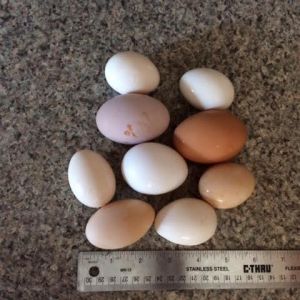 Mixed Flock Eggs - Starting Top Row Left to Right - 2 Silkies
2nd Row - 2 Golden Buffs 3rd Row Silkie, Ancona, Silkie 4th Row - The elongated one was the color of a Silkie egg, the one next to it is also a Silkie Egg.