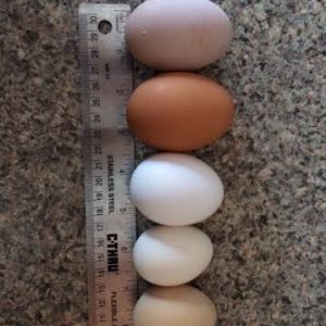 Hens Eggs -Top to bottom - 2 Golden Buff Eggs, Ancona, 2 Silkie Eggs