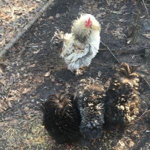 Frizzle Cochin Roo and Hens