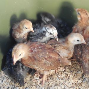 Silver Laced Wyandottes and Rhode Island Red Pullets