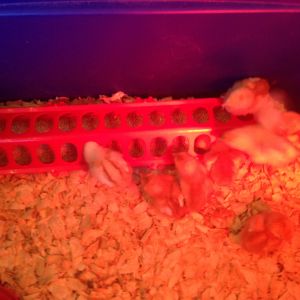 New baby chicks #Peeps