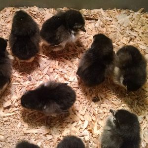 Black Australorp Pullets