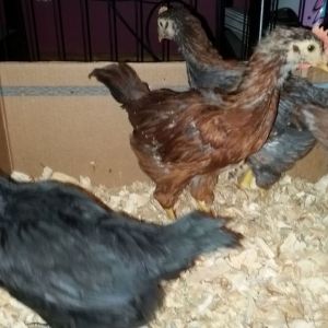 My 5 week old chicks ready to go into their new home tomorrow. Black Star and French Wheaton Maran x RIR.