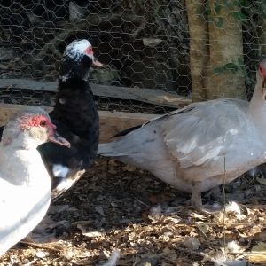 My Muscovy girls