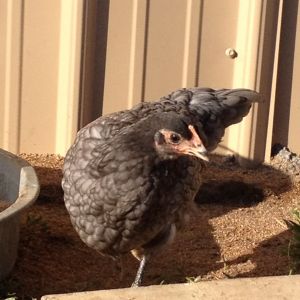 2 month old Pullet