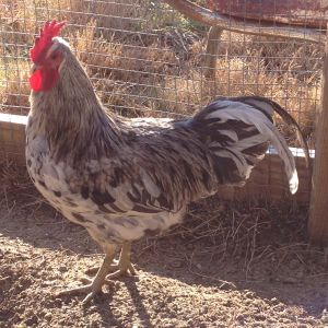 Breeding pen