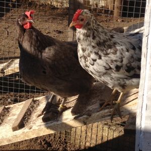 Breeding pen