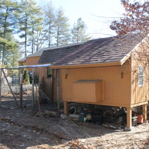 I plan to clean out under the coop and add more caged area for them.