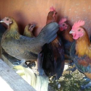 BB Old English Bantams