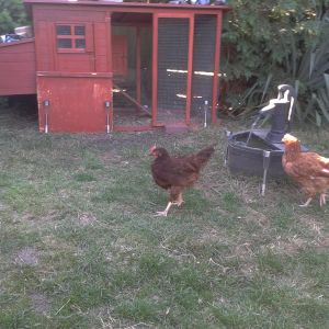 SOME OF MY POULTRY