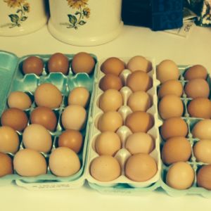 One weeks worth of eggs