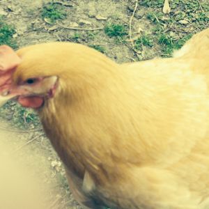 Gertrude the Buff Orpington