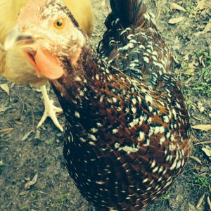 Sweetums the Speckled Sussex is curious