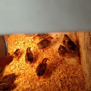 Put new hatchling in with 2 week old Ideal chicks this afternoon.  Watched them for a couple hours.  Nobody picking on newbie...  Newbie was eating and drinking water today b4 I put in with 30 pack.  (Finger on left of photo pointing to newbie.)