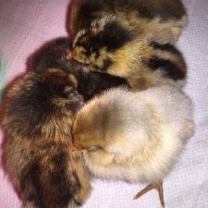 They were so worn out from our ride home.