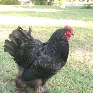 My best rooster Big Black