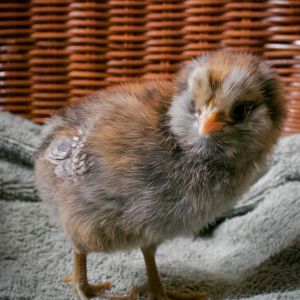 Our little Miss Molly--our fluffiest chick that does what she wants and hasn't a care in the world. (5 days old.)