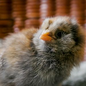 Our little Miss Molly--our fluffiest chick that does what she wants and hasn't a care in the world. (5 days old.)