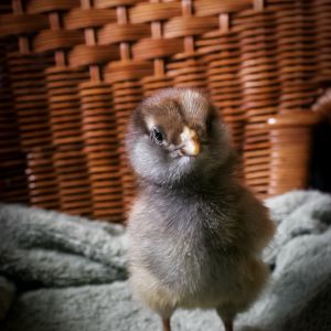 Our darkest chick, Octavia. Such a sweet little girl. She runs around the most and loves sitting on the little log I put in there. (5 days old.)
