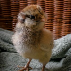 This is my girl, Henny Penny. She's the smallest, and such a lovey girl. She's very laid back and never a complainer. (5 days old.)
