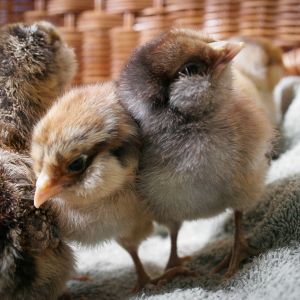 Fluffy Molly, Penny, Octavia (5 days old)