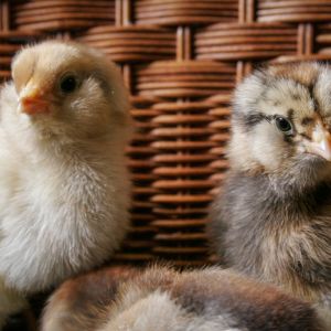 Daisy and Penelope (5 days old)