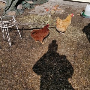 My Buff Orpington Rapunzel & my moody Rhode Island Red, Red