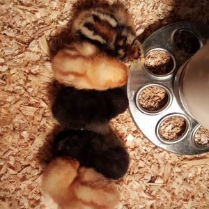 All my girls falling asleep