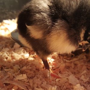 Peek a boo falling asleep. So cute