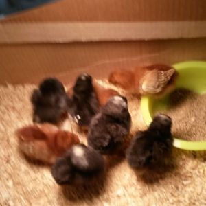 Rhode island reds and Barred rocks.