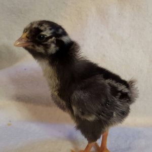 Silverlaced Wyandotte pullet