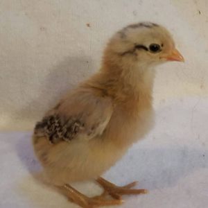 Americana, will lay blue eggs
