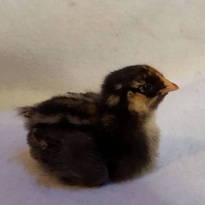 Golden Laced Wyandotte pullet