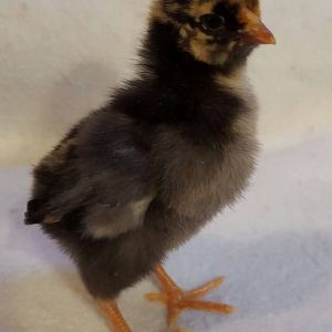 Golden laced Wyandotte