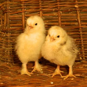 Brahma pullets