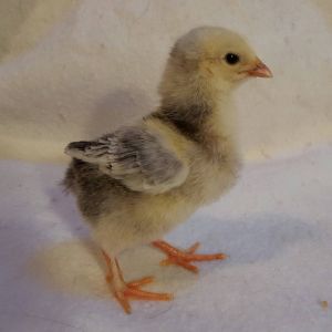Brahma pullet