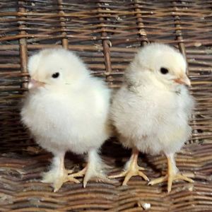 Brahma pullets.  Large breed, cold hardy, will have feathery legs.