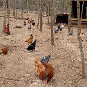 Not much to report.  All doing good.  Checker peckers should start breeding and laying anytime.  Gathering eggs couple times a week.  Cripple chicken getting around a lot better, maybe leg will heal enough she can use it somewhat.