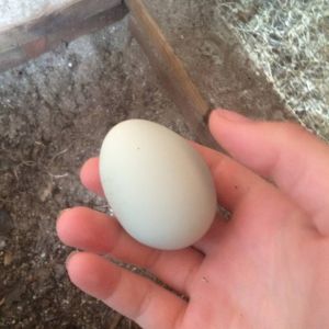 Our first egg, from Geraldine the Easter Egger!