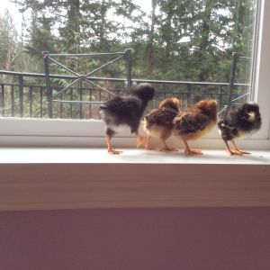 Long-legged chickies