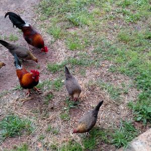 Main flock free ranging down to 3 hens I hatched that are 4-5 months old, 2 adult roos, 1st hatchling hen from October 2015 and 1 rooster 4-5 months old.  Other 2 old hens sitting on nest and 1 has babies.