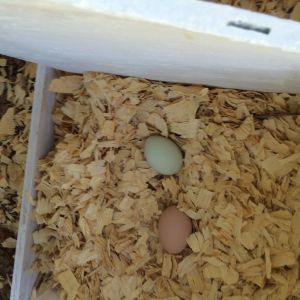 Our first egg.  The brown one is my ceramic egg I was told to put in so This and That would know where to lay.  Not sure if my full grown Hens needed it, but I put it in.