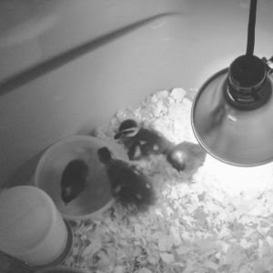 Day 1, Welcome home.  2 Rouen ducks and 2 Barred Rock chicks