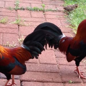 2 adult roo's been courting teenage hens since last adult hen went broody.